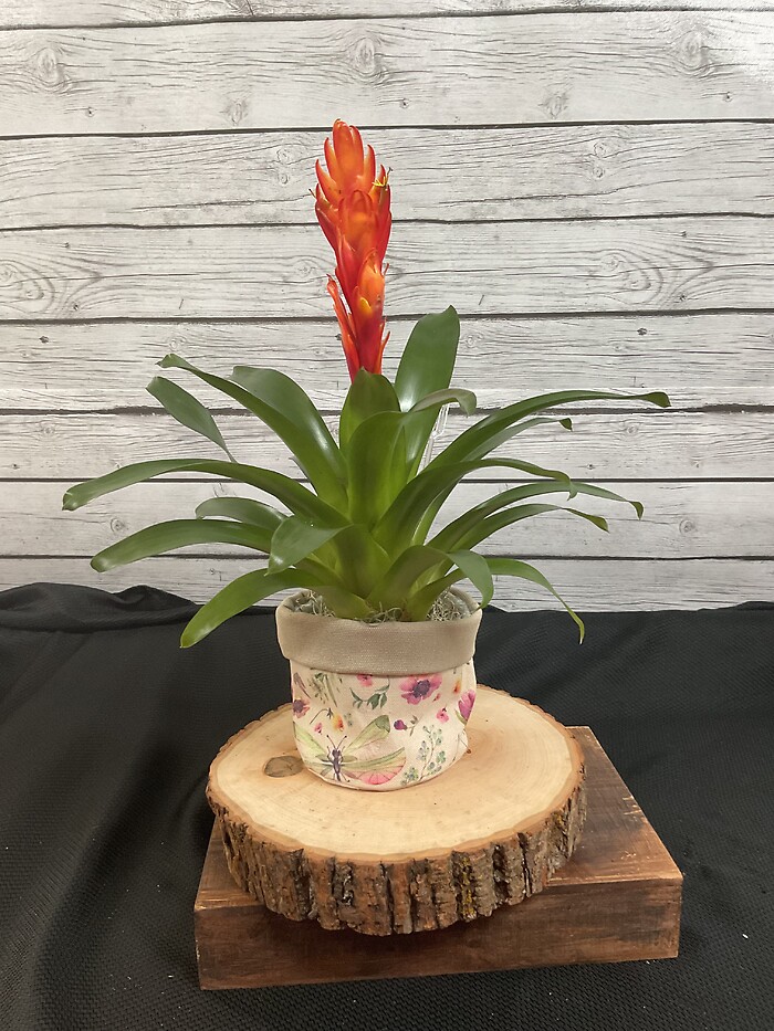 4” Bromeliad