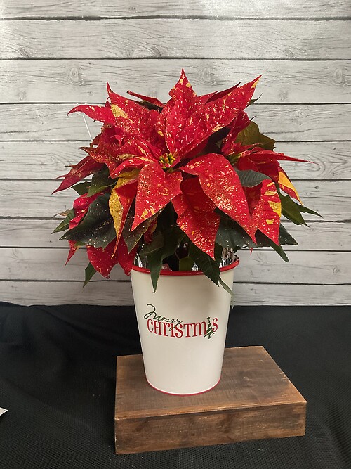 6&quot; Poinsettia in a tin