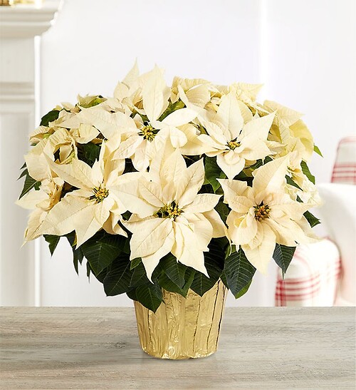 8&quot; White Poinsettia
