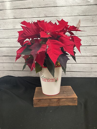 6&quot; Poinsettia in a tin
