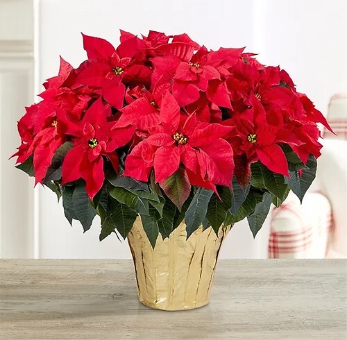 8&quot;  Poinsettia